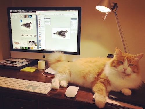 Mowgli Crazy Cat VA virtual assistant